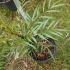 Mahonia soft caress
