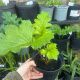 Acanthus mollis