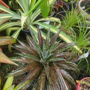 Mangave Pineapple Express