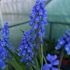 Muscari armeniacum