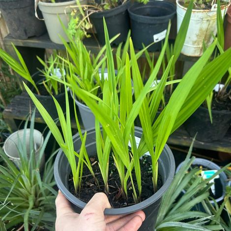 wp-content/uploads/crocosmia-lucifer-03.jpg