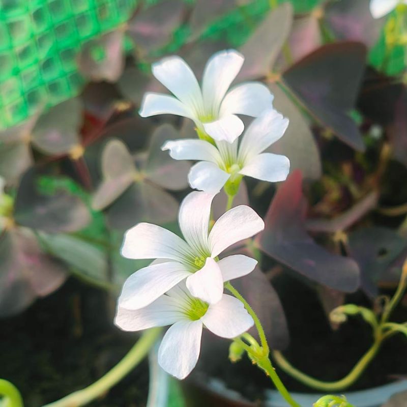 Oxalis triangularis