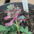 Corydalis solida 'Purple Bird'