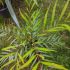 Mahonia soft caress