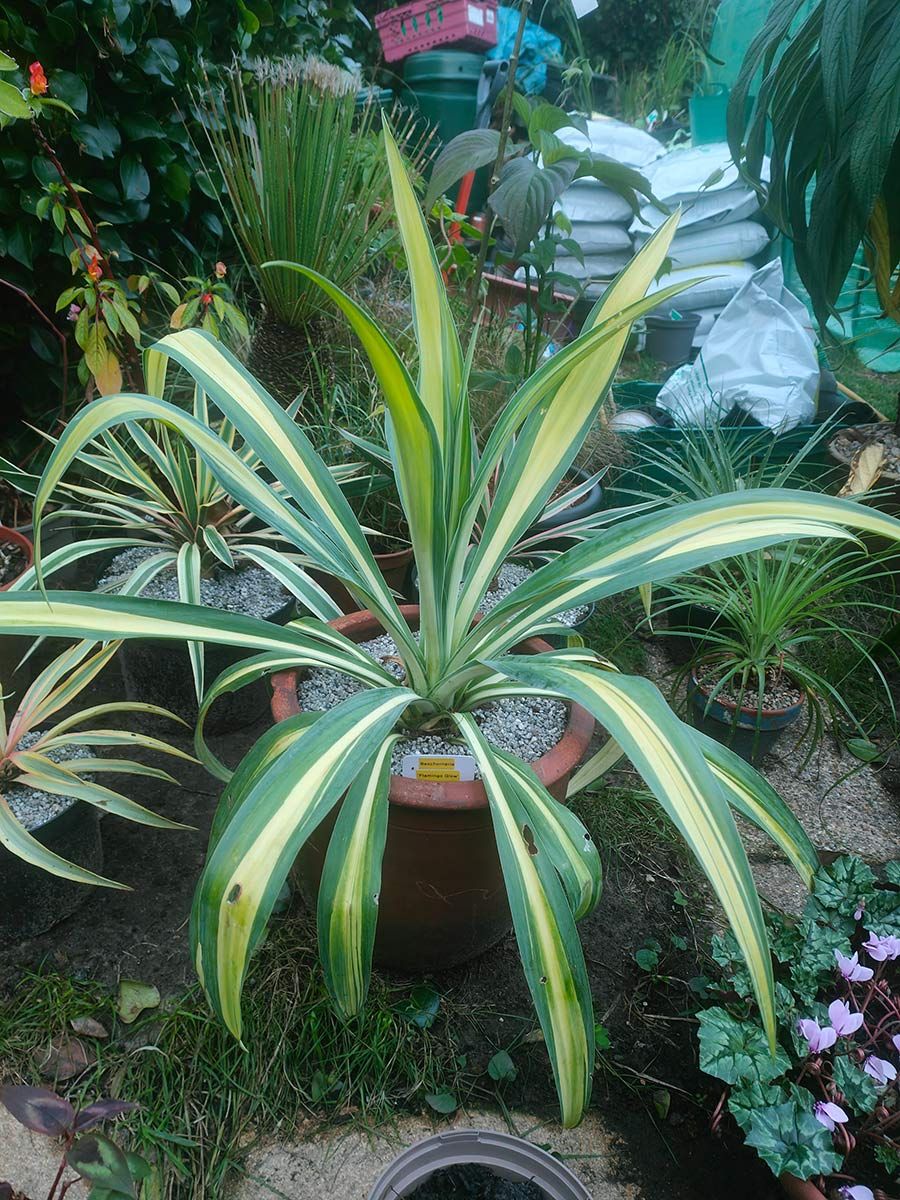 Beschoneria yuccoides 'Flamingo Glow'