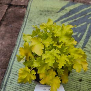 Heuchera 'Lime Marmalade'