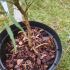 Mahonia soft caress
