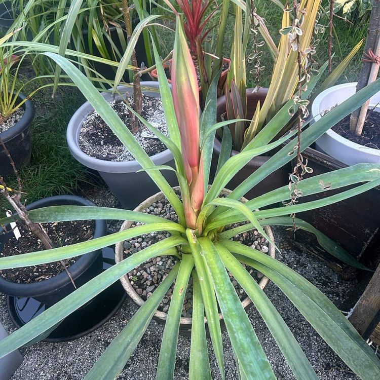 Beschoneria yuccoides