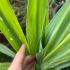 Beschoneria yuccoides