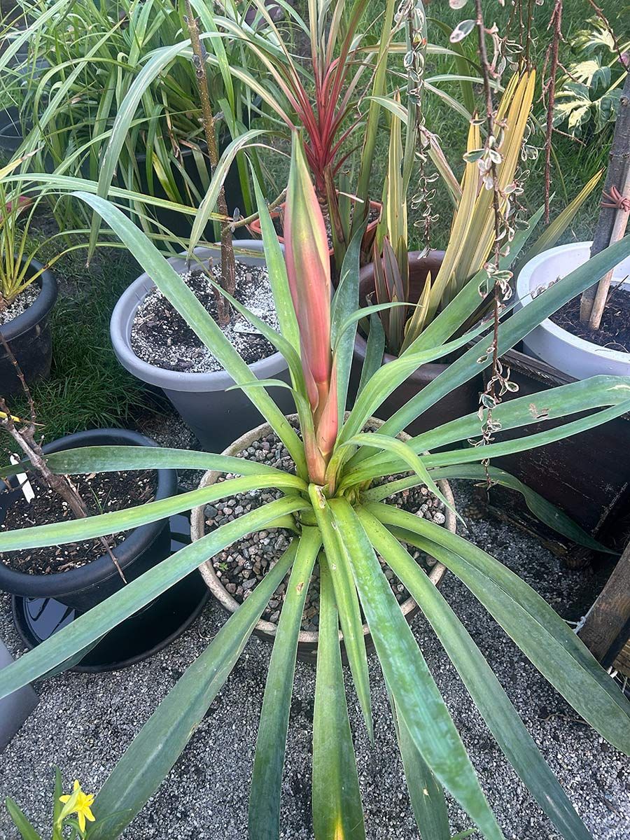 Beschoneria yuccoides