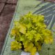 Heuchera 'Lime Marmalade'