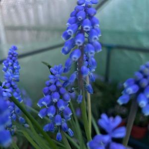 Muscari armeniacum