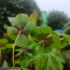 Oxalis 'Iron Cross'