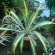 Beschoneria yuccoides 'Flamingo Glow'