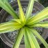 Beschoneria yuccoides 'Flamingo Glow'