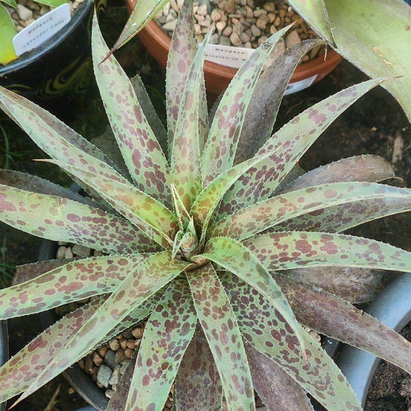 Mangave 'Pineapple Express'