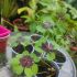 Oxalis 'Iron Cross'