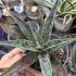 Mangave Pineapple Express
