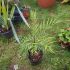 Mahonia soft caress