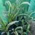 Billbergia nutans V