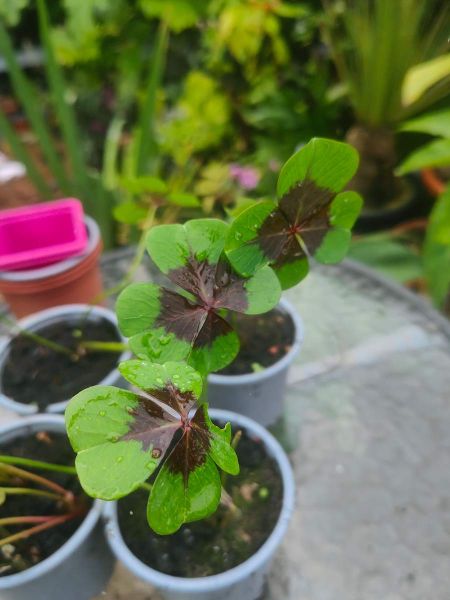 Oxalis 'Iron Cross'